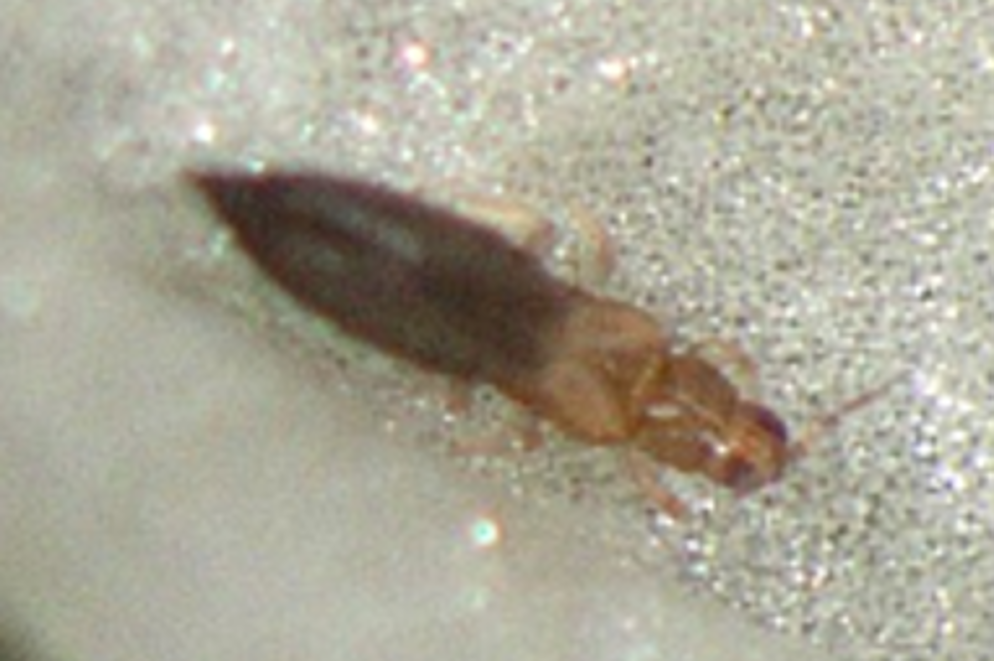 Closeup of a small brown thrips insect.